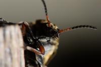 Bruchus rufimanus
