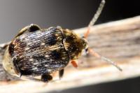 Bruchus rufimanus