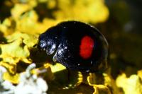 Chilocorus renipustulatus