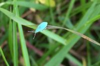 Polydrusus planifrons