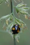 Harmonia axyridis