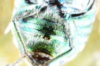 Cryptocephalus aureolus
