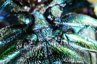 Cryptocephalus aureolus
