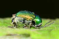 Cryptocephalus aureolus