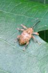 Curculio