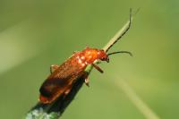 Rhagonycha fulva