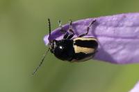 Cryptocephalus vittatus