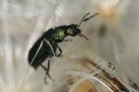 Psilothrix viridicoerulea