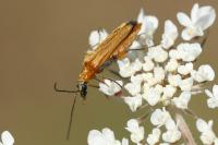 Oedemera podagrariae