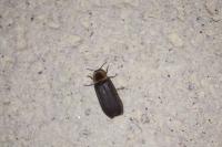 Lampyris noctiluca