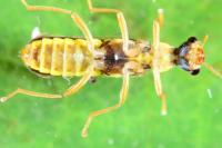 Malthinus seriepunctatus