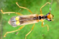 Malthinus seriepunctatus