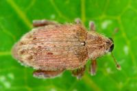 Orchestes quercus