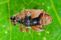 Orchestes quercus