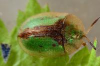 Cassida vibex