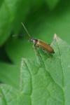 Rhagonycha nigriventris