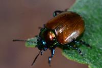 Chrysolina polita