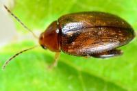Psylliodes affinis