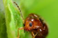 Psylliodes affinis