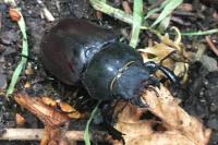 Lucanus cervus