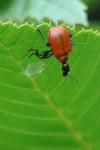 Apoderus coryli