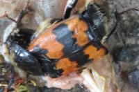Nicrophorus vespillo