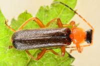 Cantharis nigra