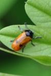 Clytra laeviuscula