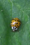 Harmonia axyridis