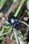 Timarcha tenebricosa