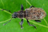 Andrion regensteinense