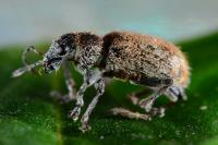 Andrion regensteinense