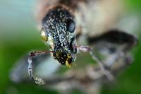 Andrion regensteinense