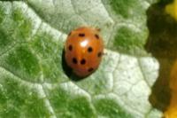 Henosepilachna argus