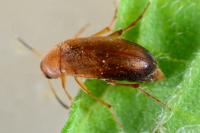 Anaspis flava