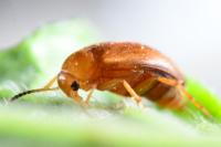 Anaspis flava