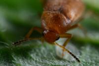 Anaspis flava