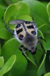 Trichius gallicus