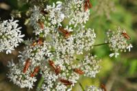 Rhagonycha fulva