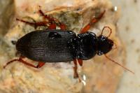 Pseudoophonus rufipes