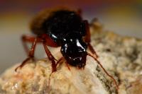 Pseudoophonus rufipes