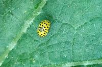 Psyllobora vigintiduopunctata