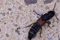 Platydracus stercorarius