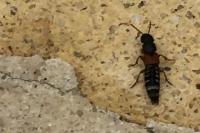 Platydracus stercorarius