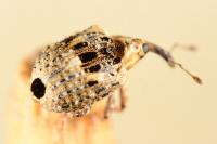 Cionus alauda