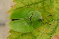 Cassida viridis