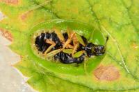 Cassida viridis