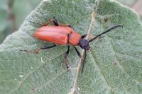 Stictoleptura rubra