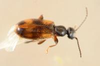 Anthicus antherinus