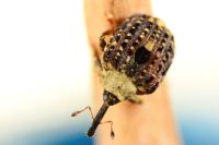 Cionus scrophulariae